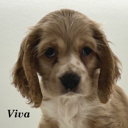puppy, for, sale, Cocker Spaniel, Joe & Cherri  Overlease, dog, breeder, Miller, MO, dog-breeder, puppy-for-sale, forsale, nearby, find, puppyfind, locator, puppylocator, aca